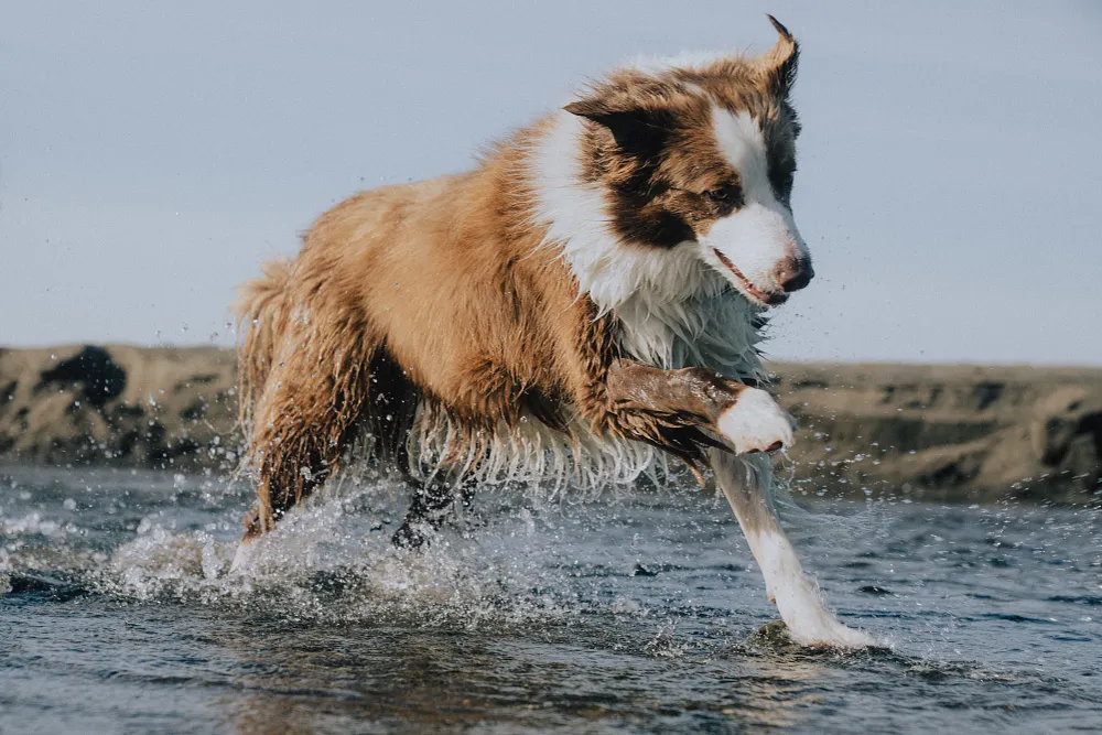 6 Critical Questions to Ask a Pet Care Provider
